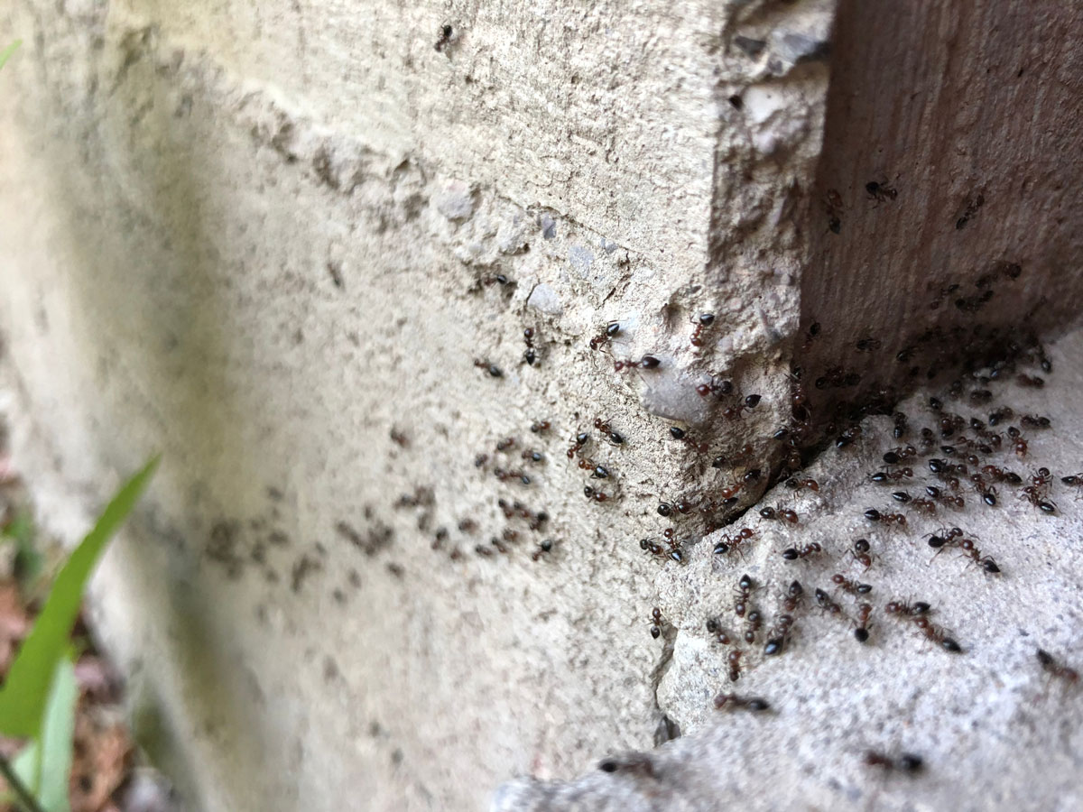 How to avoid ants getting into your home