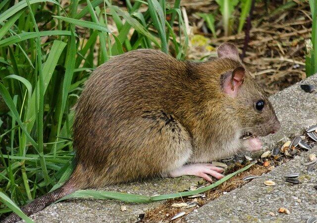 What Are the Risks of Rodent Infestation?