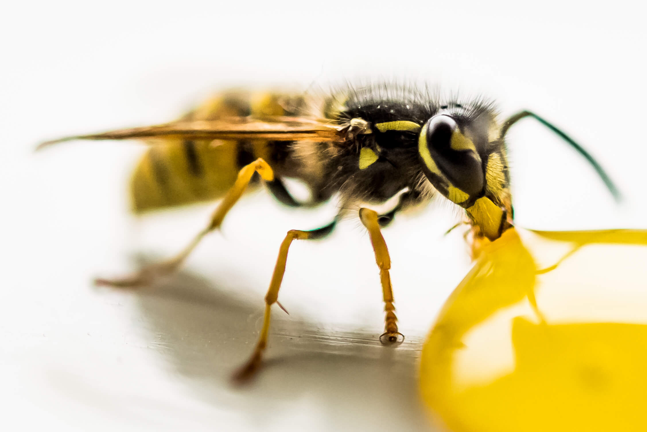 A common wasp drinking orange juice, Wasp Exterminator Solihull required
