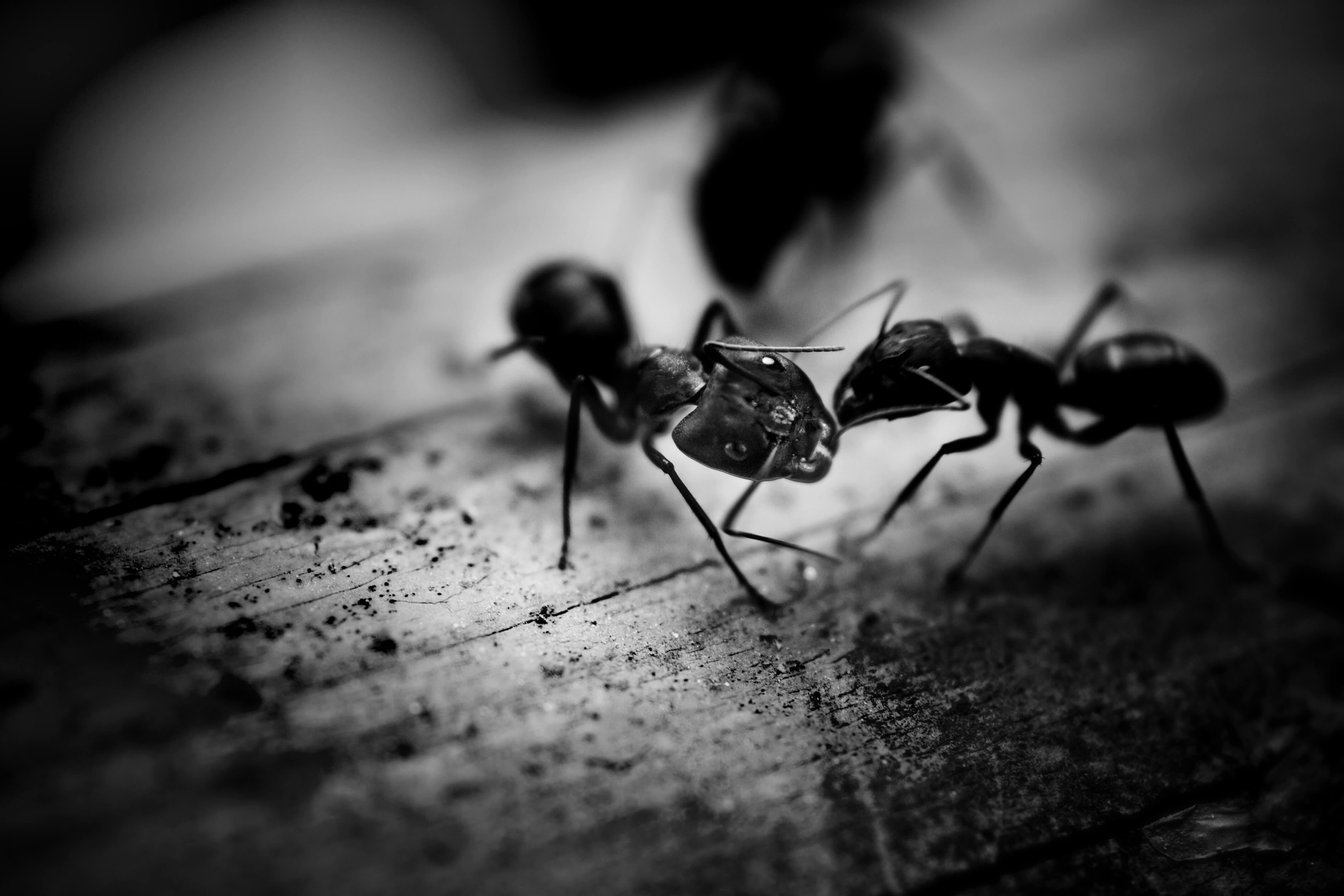 Ant Infestation Pest Control Wolverhampton