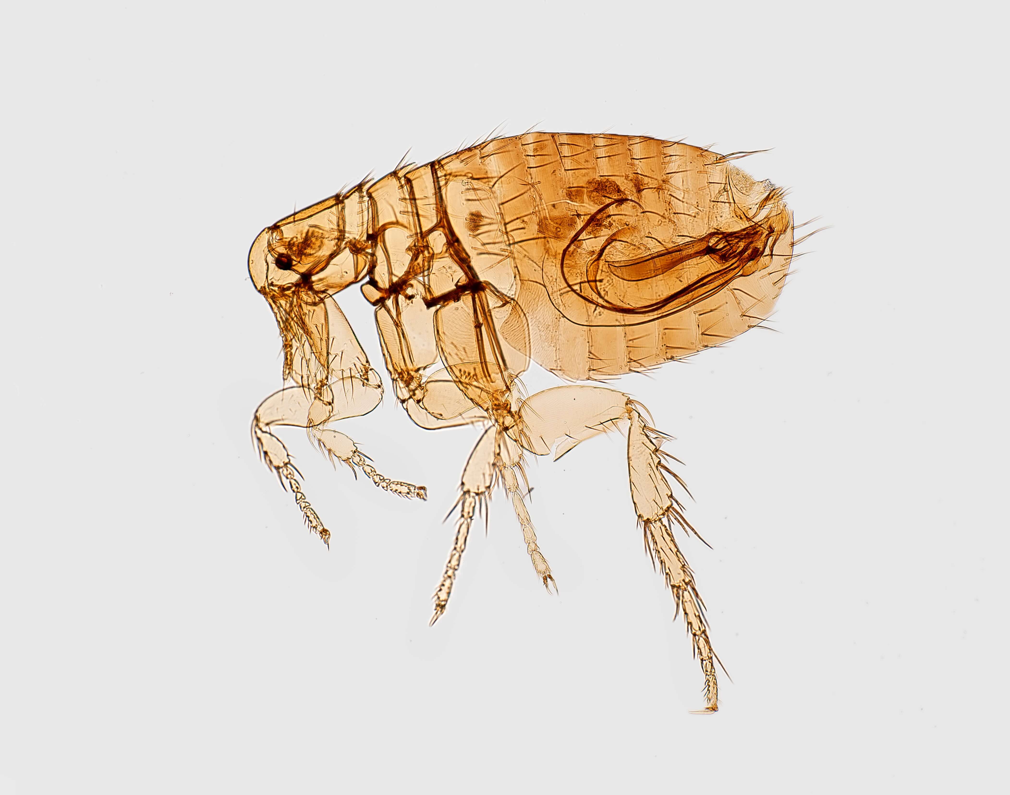 cat flea as seen under a microscope, Flea control treatment carried out