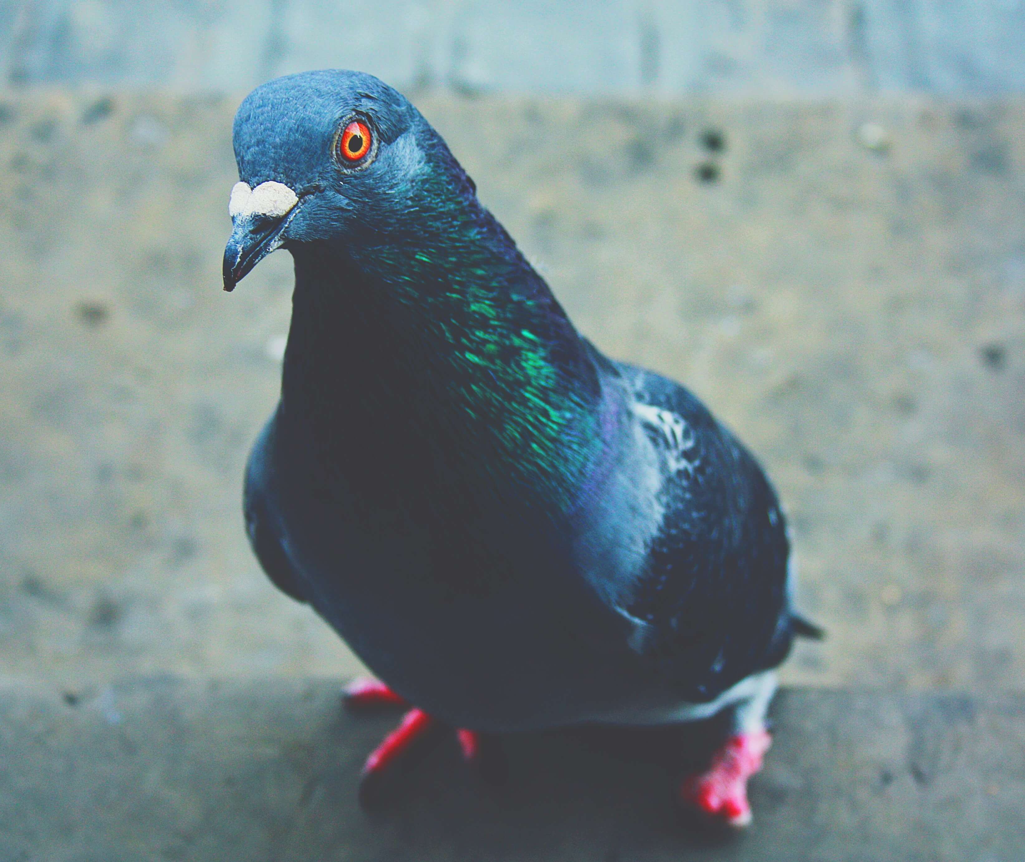 Feral pigeon - pest birds require bird proofing by the pest control walsall team