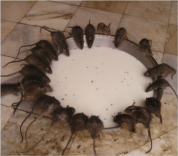 rats feeding from a large bowl of milk, our pest control redditch team were called to sort the problem