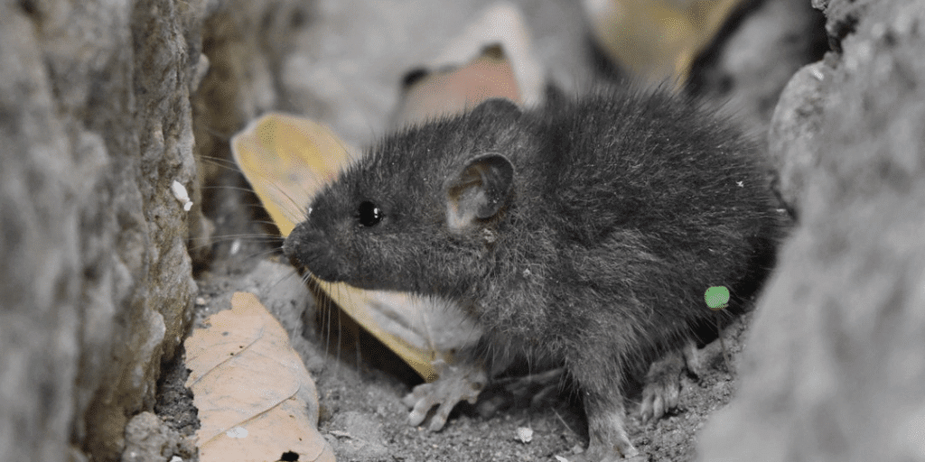 What are the causes of mice infestation?