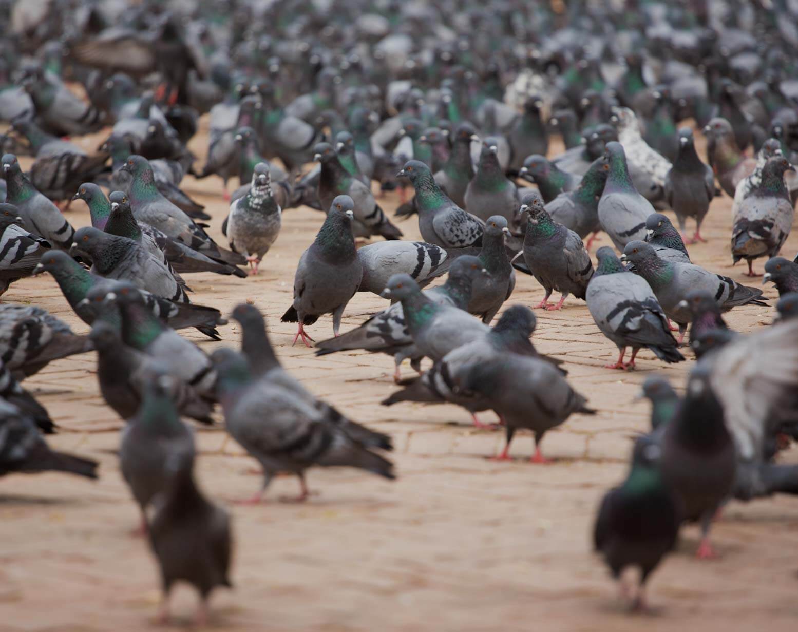 Large numbers of pest pigeons gather on market street, urgent control measures need bringing in by our Stourbridge pest control experts
