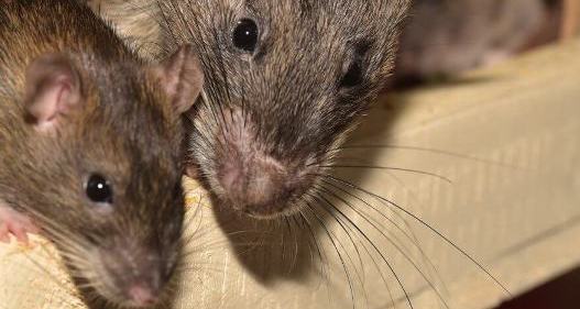 rats removal carried out for rats occupying domestic kitchen