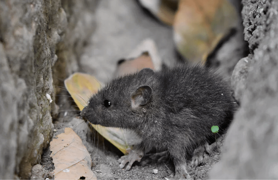 rodent control services - mice and rats