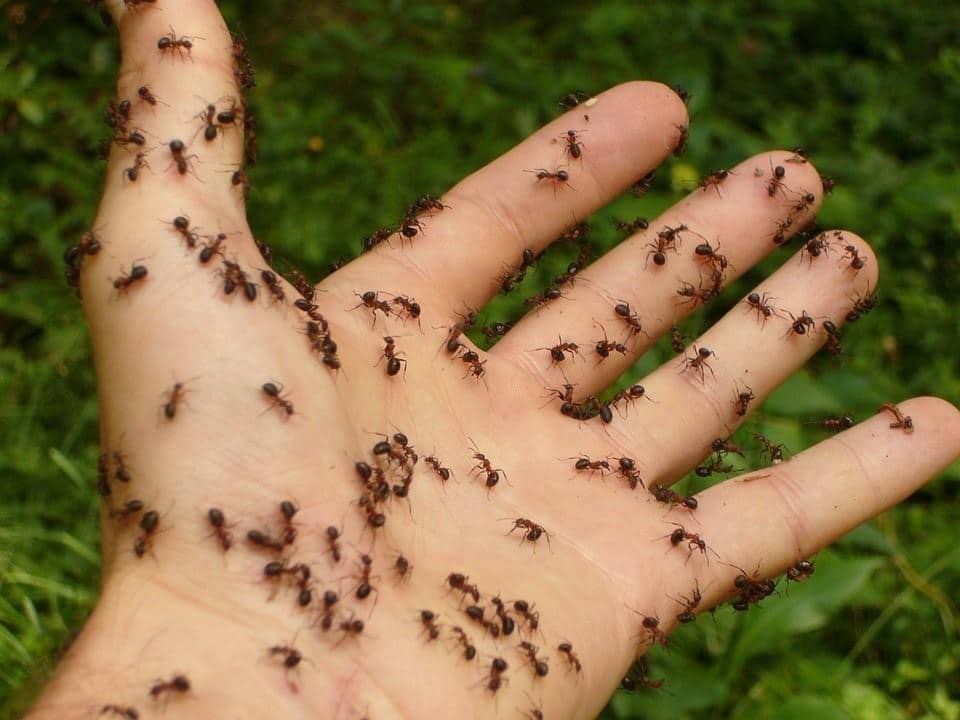 How Does Ant Extermination in Wolverhampton Work?