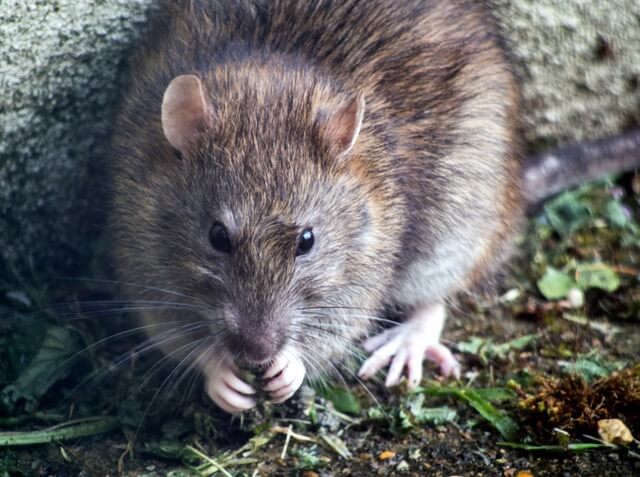 Specialist Rodent Control in Walsall
