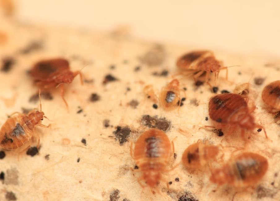 Bed Bug Control