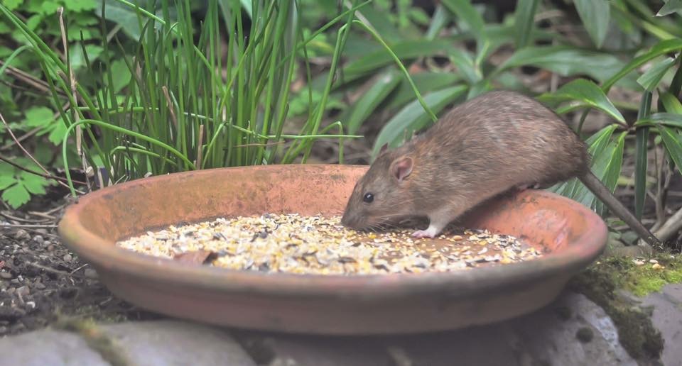 How Does Wolverhampton Mice Control Work?