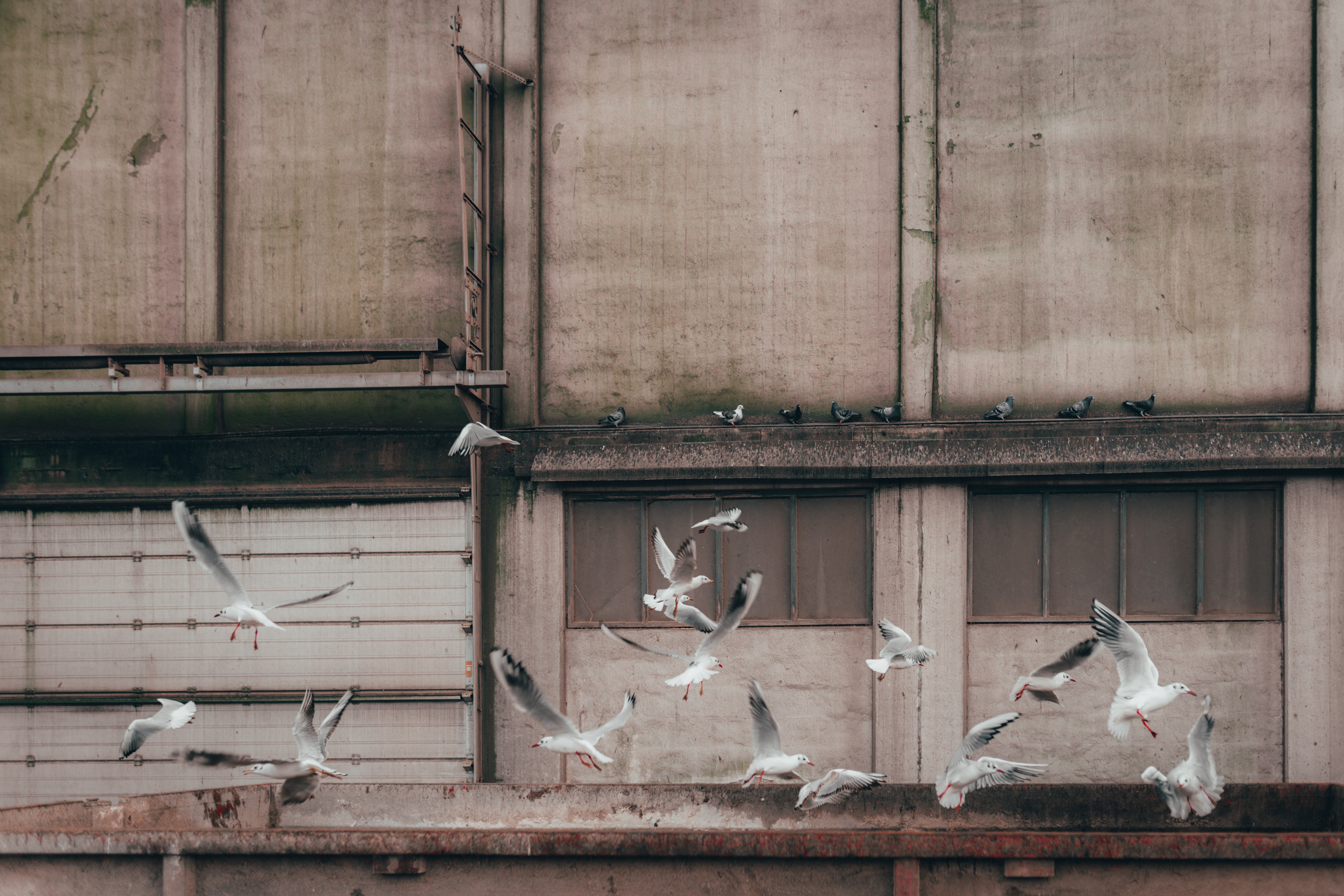 Pest bird control