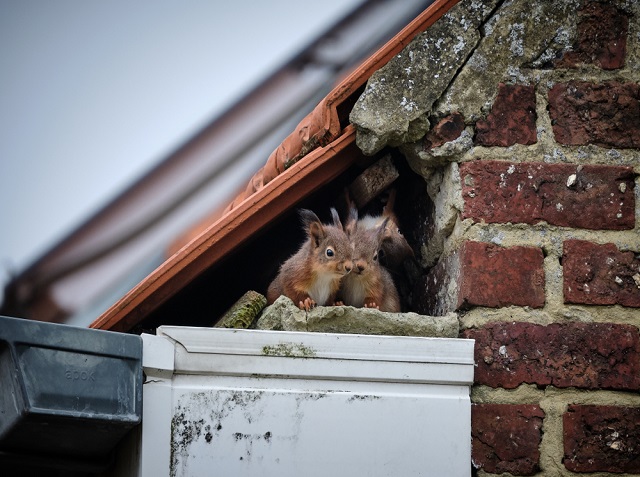 Is Squirrel pest control safe?