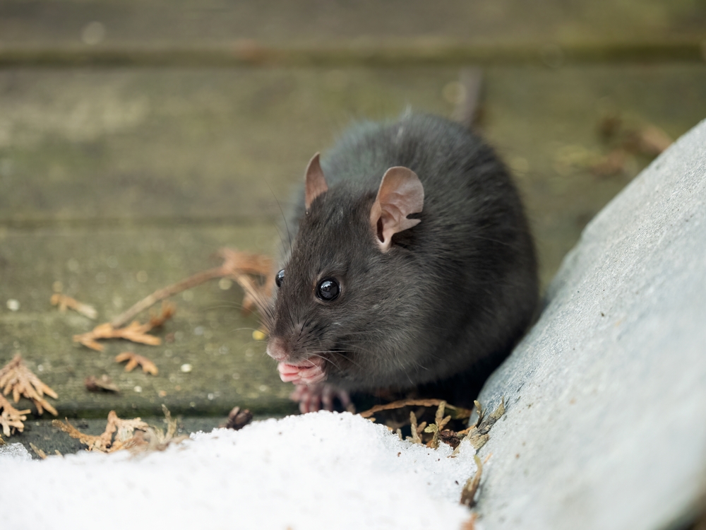 Rodent Control Solutions in Birmingham