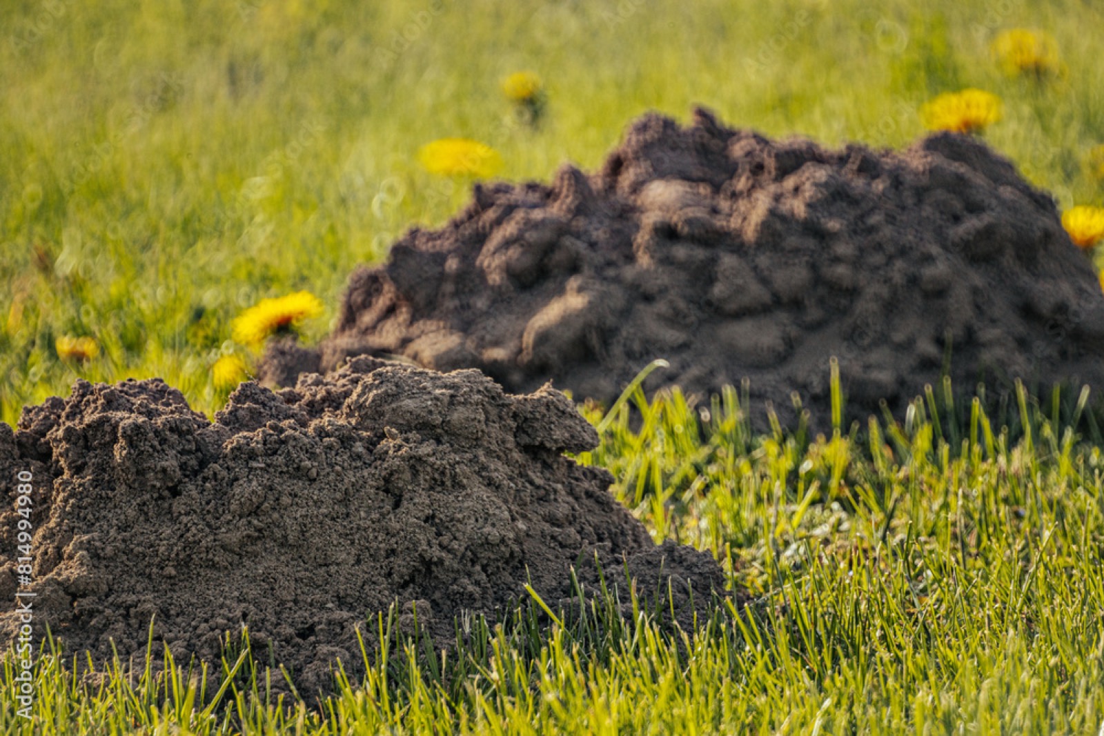 Same Day Pest Control for Sedgley citizens