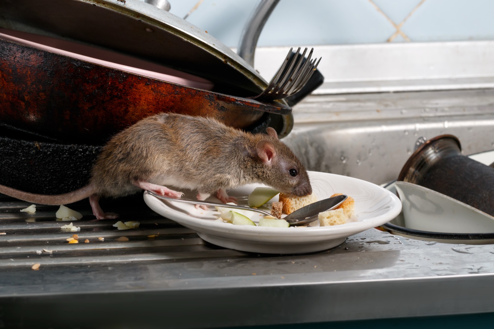 Rat on the kitchen counter