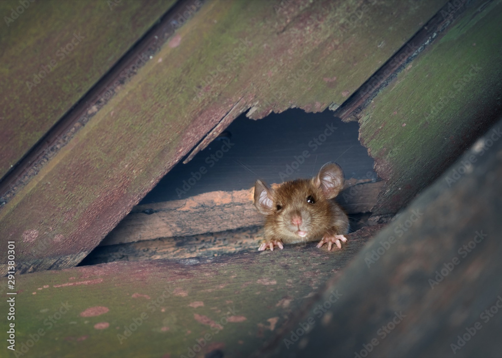 Comprehensive Pest Control in Sedgley