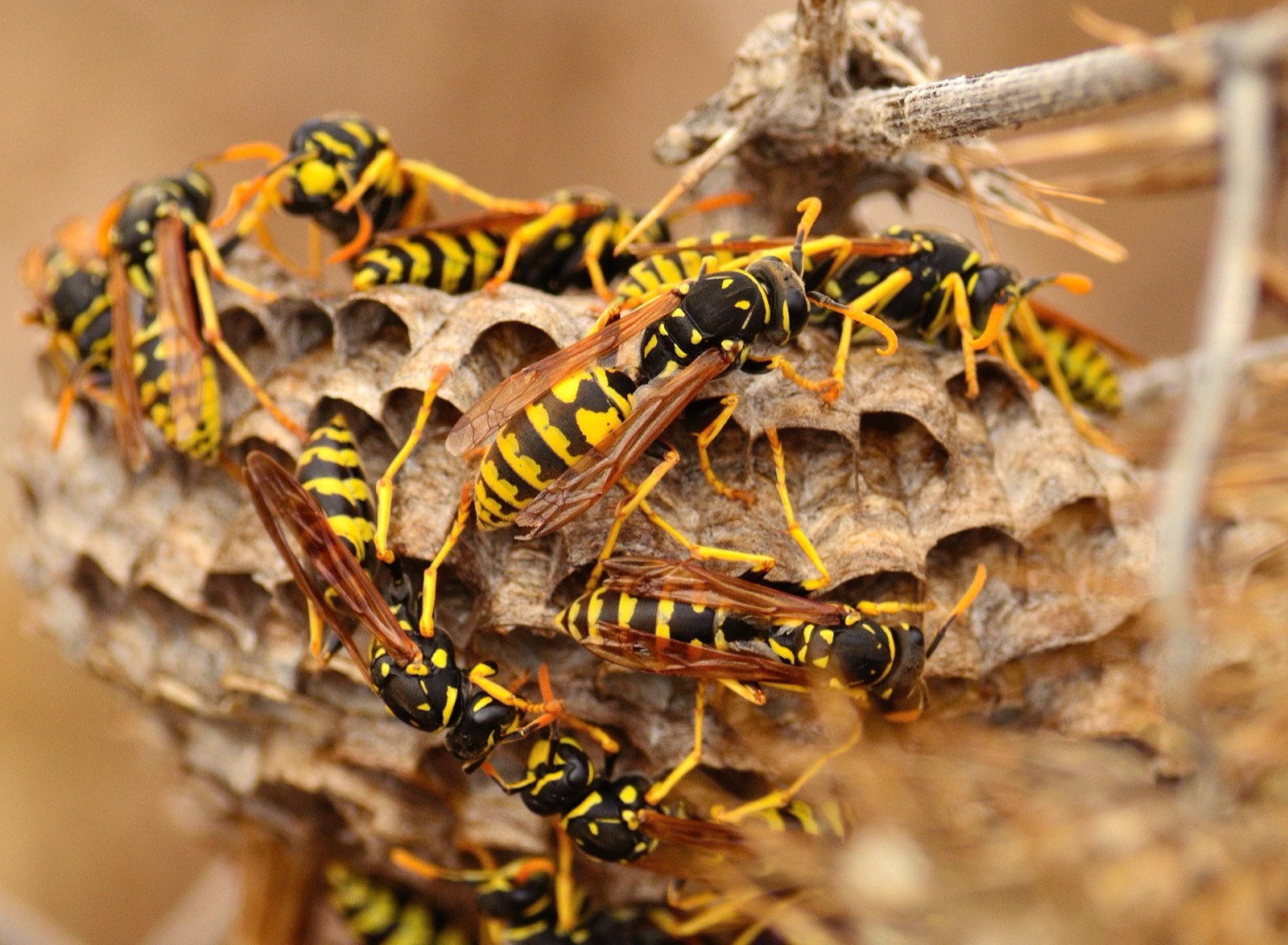 Pest Control to Protect Properties in West Bromwich