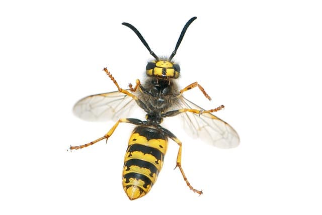 Can local authorities help with wasp nest removal?