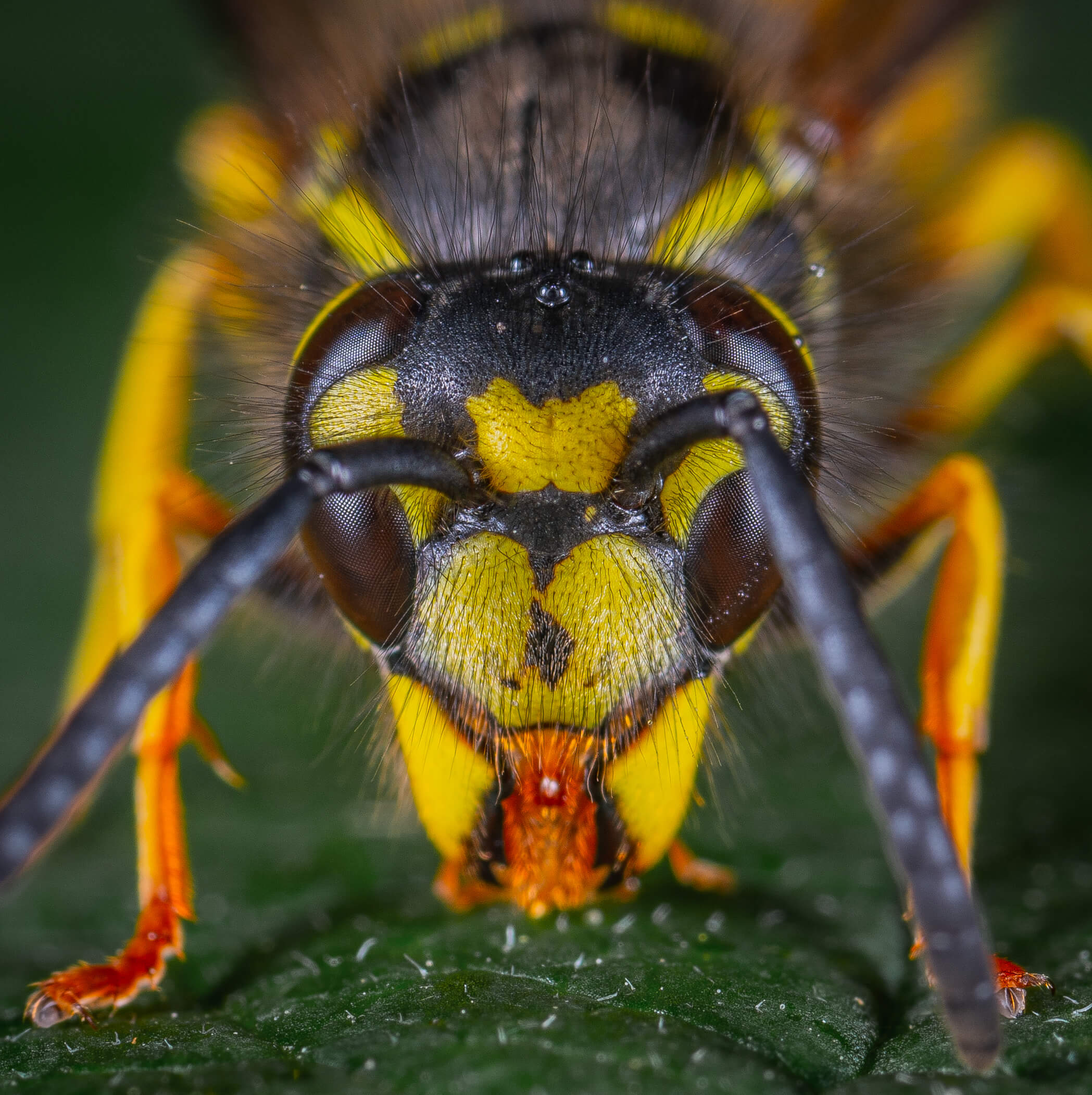 What wasp nest signs are there?