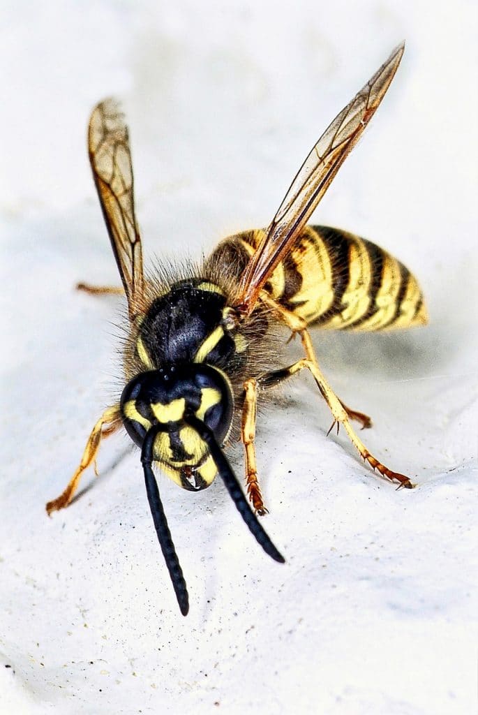 How does Aim Environmental carry out wasp control in Wolverhampton?