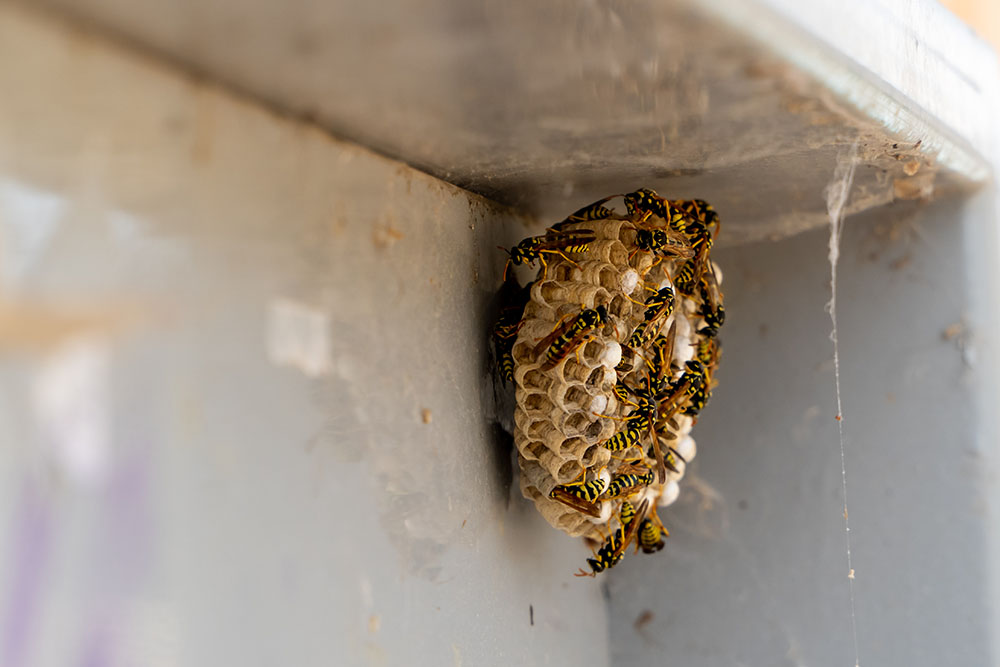 What does wasp control in Sedgley from Aim Environmental look like?