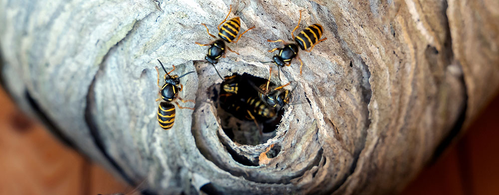 Once wasps are gone, is that it forever?