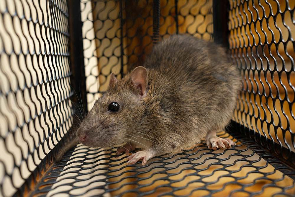 What risks do rodent infestations pose if left unchecked?