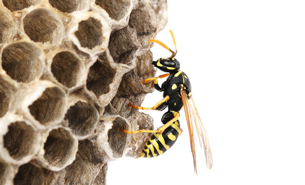 What are the warning signs of a wasp nest?