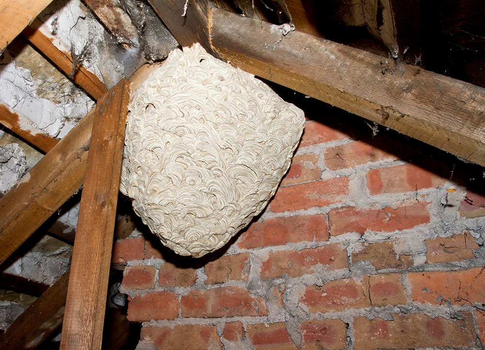 How do I know that I have a wasp nest?