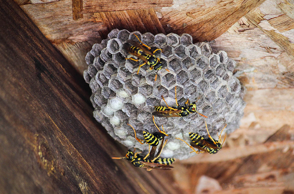 Wasp Nest Removal West Bromwich