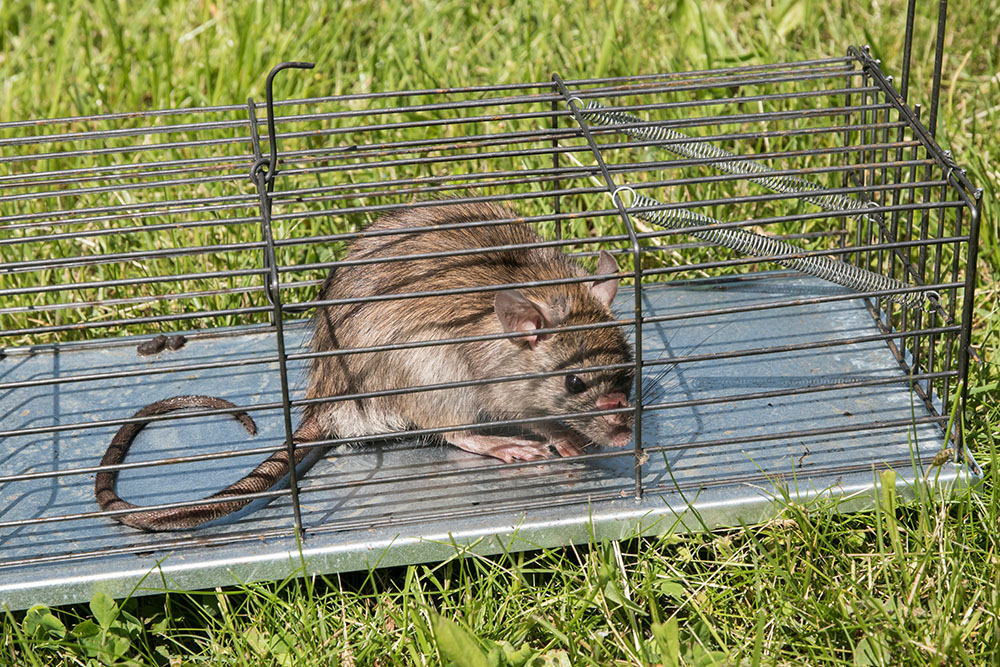 Rodent Control in Stourbridge