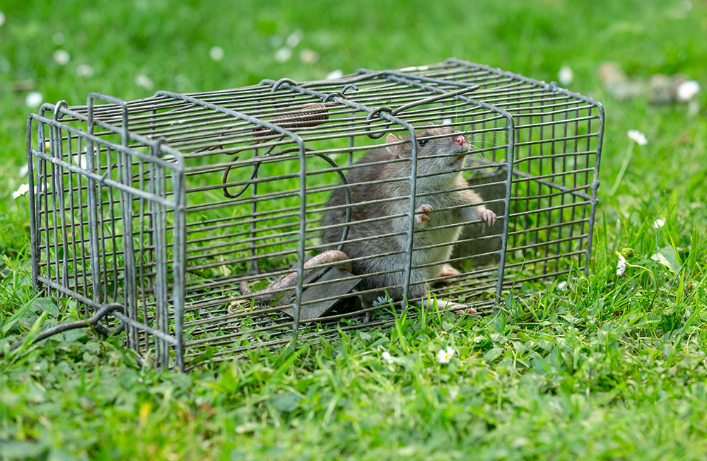 Expert Pest Control in Kidderminster