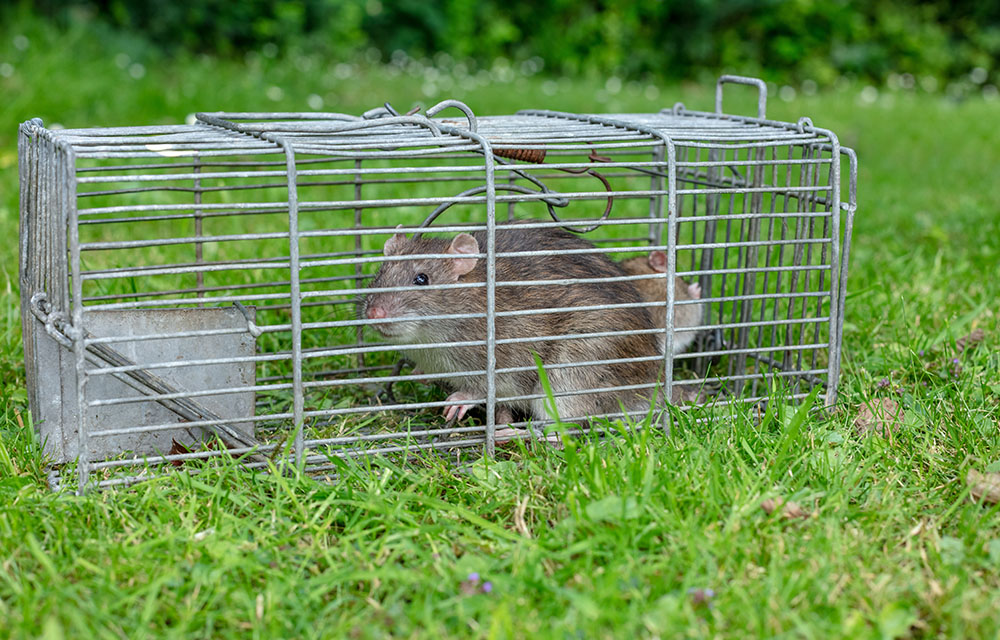 Rodent Control in Redditch